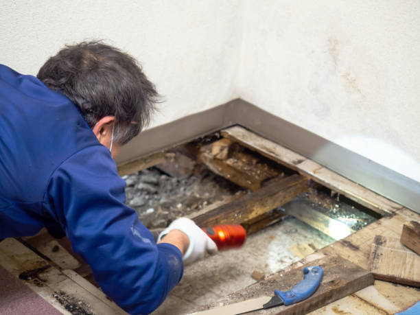 Home Mold Removal in Brewton, AL