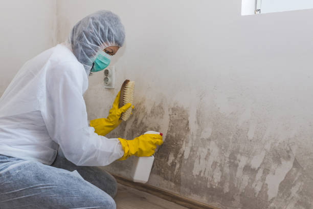 Trusted Brewton, AL Mold Removal Experts