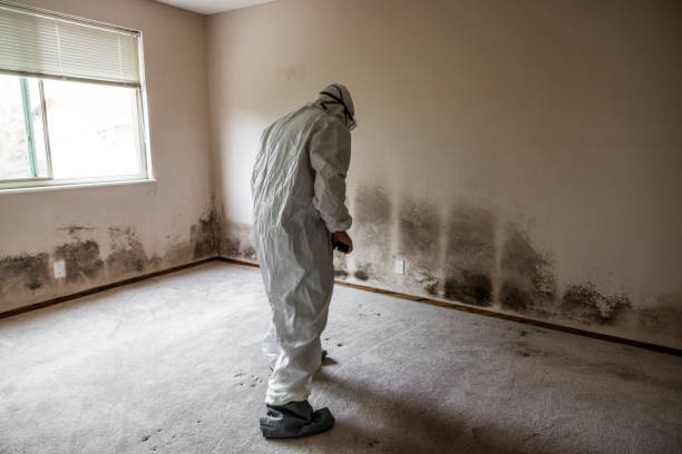 Best Commercial Mold Removal  in Brewton, AL