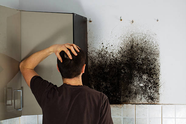 Best Attic Mold Removal  in Brewton, AL